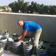 הקמת גינת מאכל על גג משפחה ברמת גן